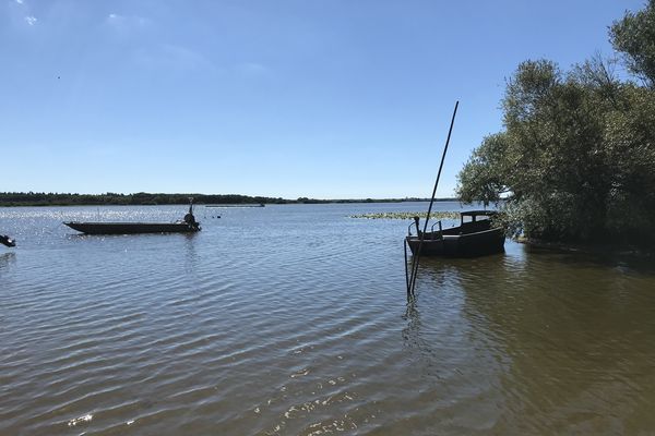 VIDEO. La biodiversité du lac de Grand Lieu fragilisée par le changement climatique